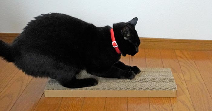 はみ出る爪とぎ