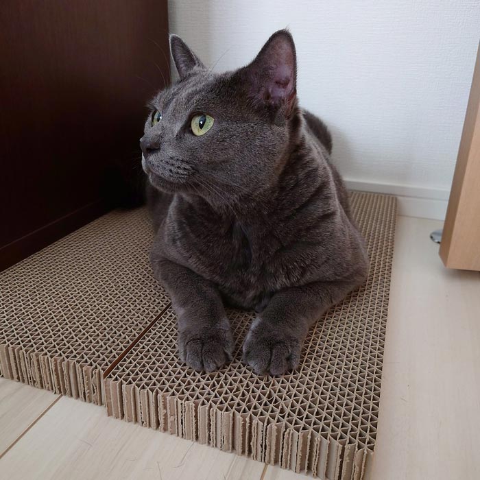 レビュー画像