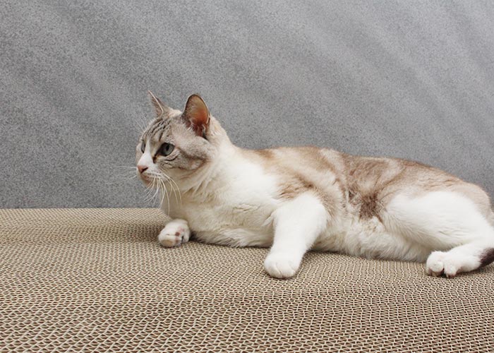 nekozukiが開発した日本製爪とぎ段ボール