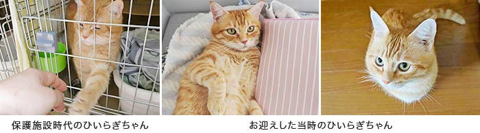 ひいらぎちゃん