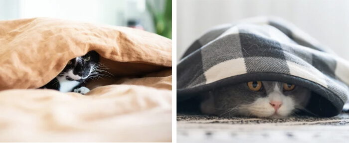 暗い場所に隠れる猫