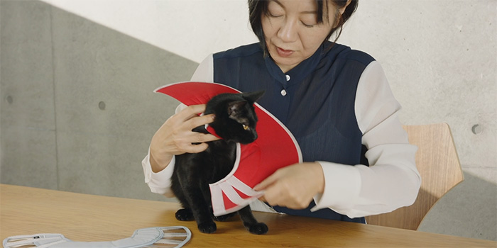 �ͥ����ʥץ������ȥǥ����ʡ�������ͳ�»�