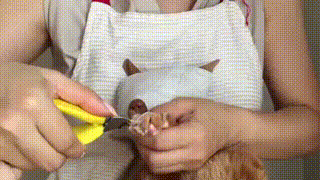 マスクをつけた猫の爪切り動画
