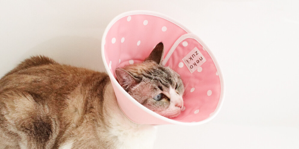 フェザーカラー布全面しんを着けてくつろぐ猫