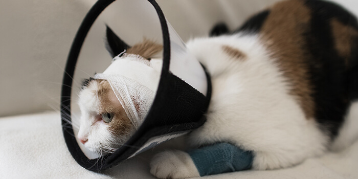 硬いカラーで思うように眠れないネコさん