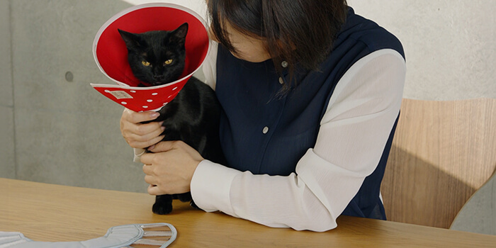 ネコ社員あんこさんとフェザーカラー