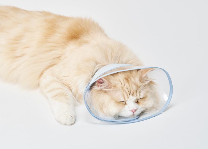 フェザーカラー透明ソフトを着けたままリラックスして眠る猫。柔らかい猫専用エリザベスカラー
