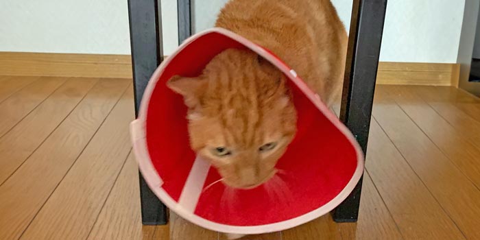 フェザーカラー透明ソフトに替えて普段どおりくつろぐ猫のAfter写真