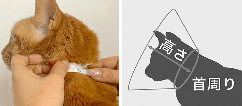 猫の首まわりをやわらかいメジャーで計測する方法。エリザベスカラーのサイズの測り方