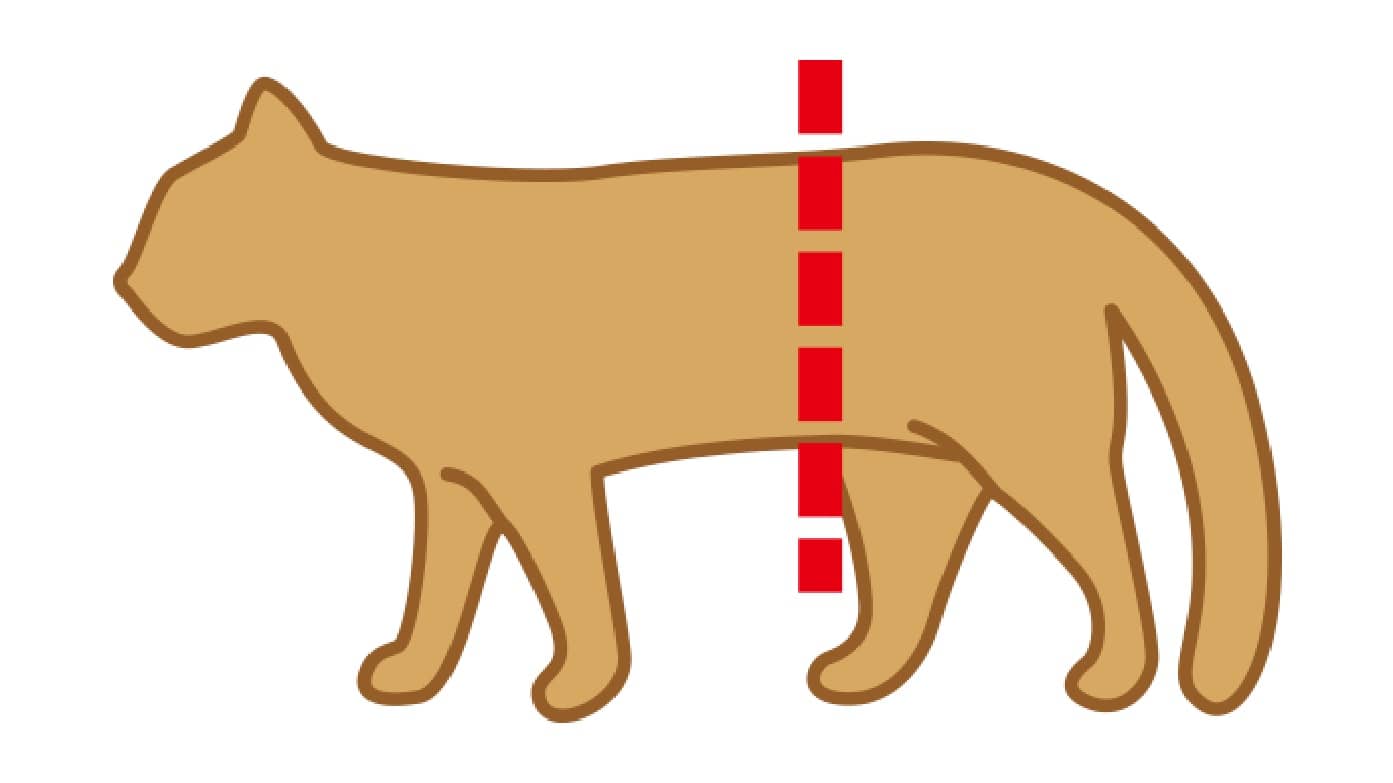 猫の腰周りを測定