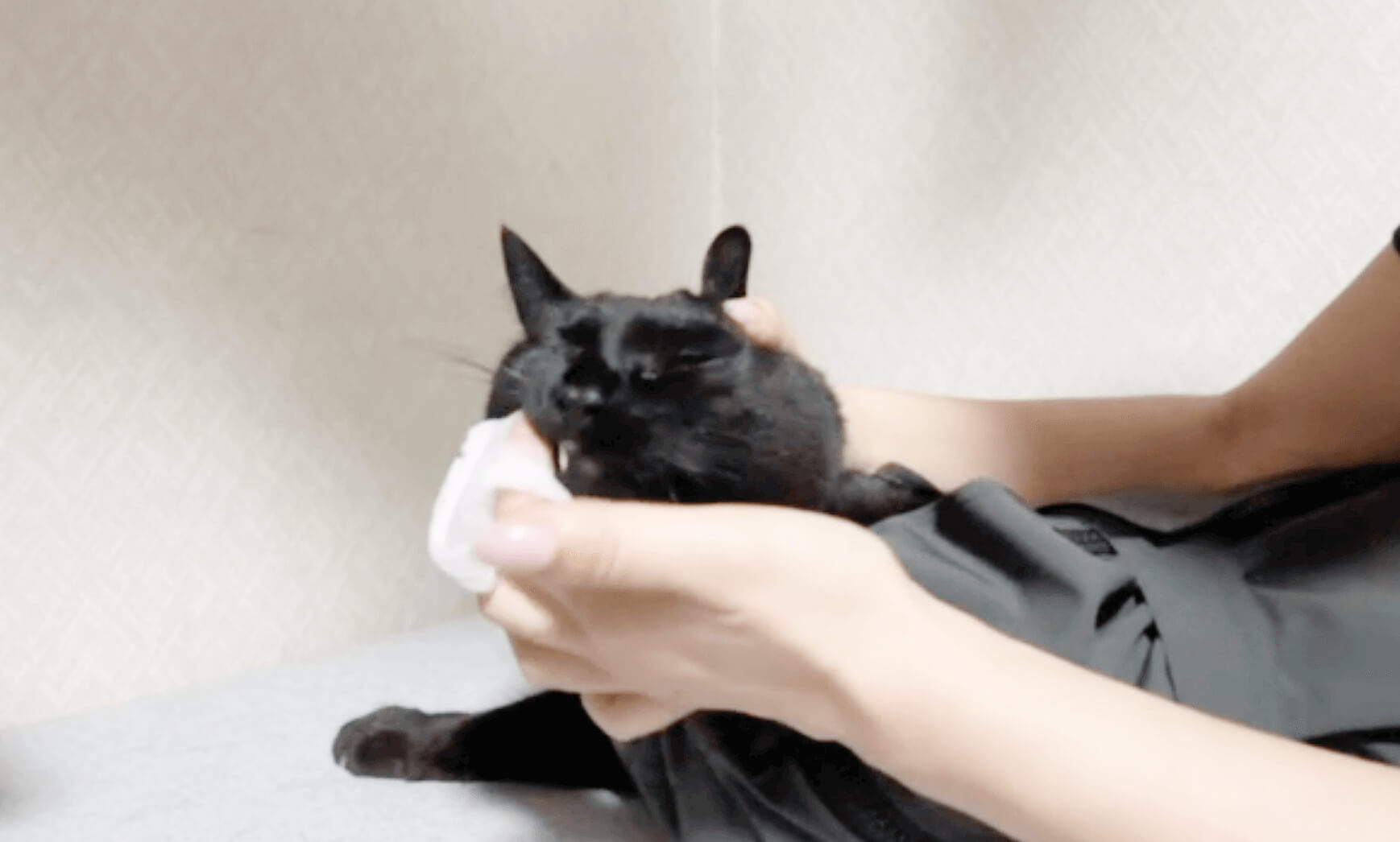 コットンで口を拭いてもらうネコ社員あんこちゃん