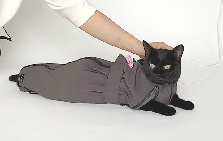 前足が床につきリラックス中のネコ社員あんこちゃん