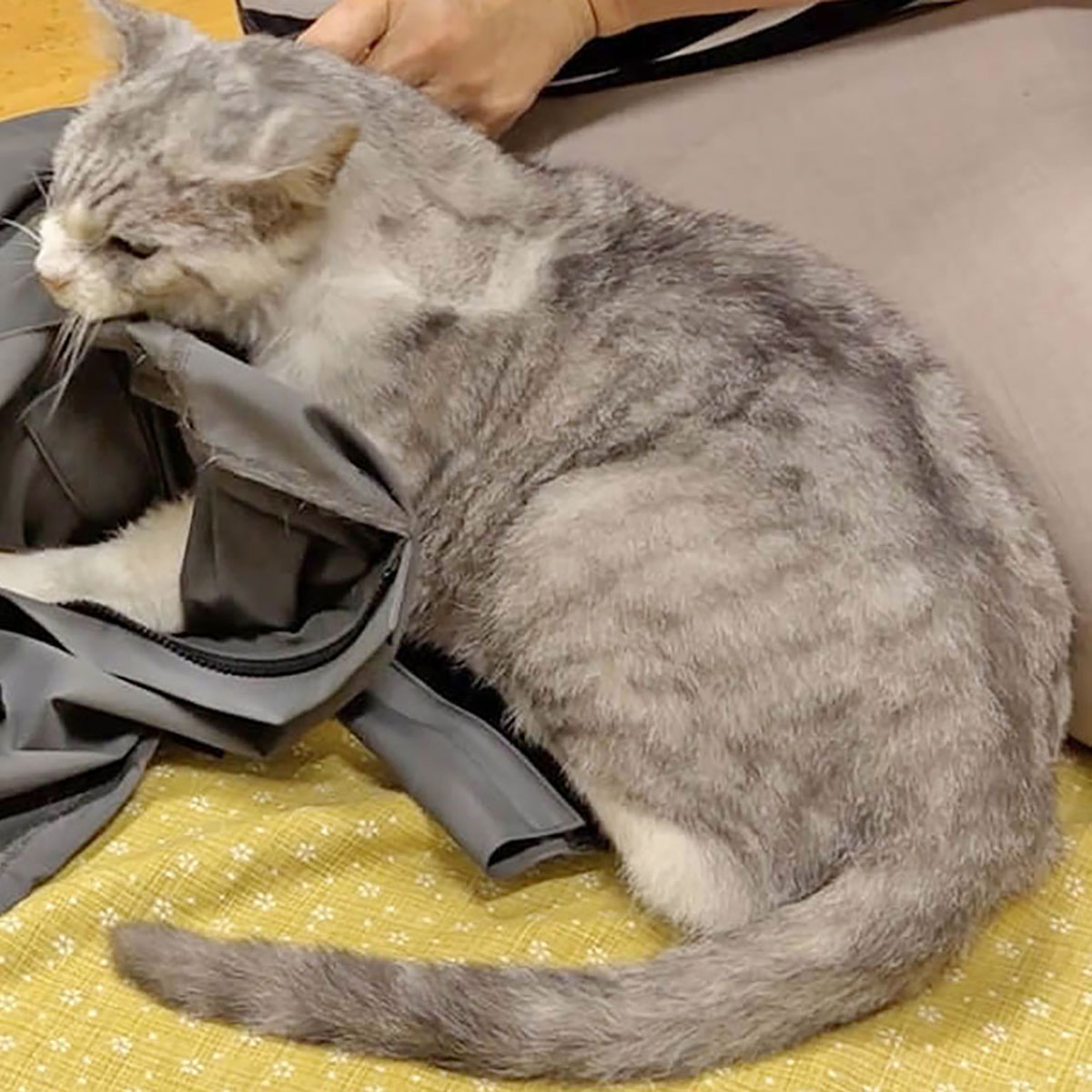 L���������ѤΥ�ǥ�ǭ����