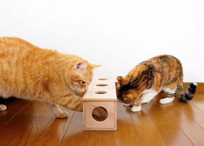 猫おもちゃ ちょいちょいBOX ※予約：2026年1月中旬発送 | nekozuki