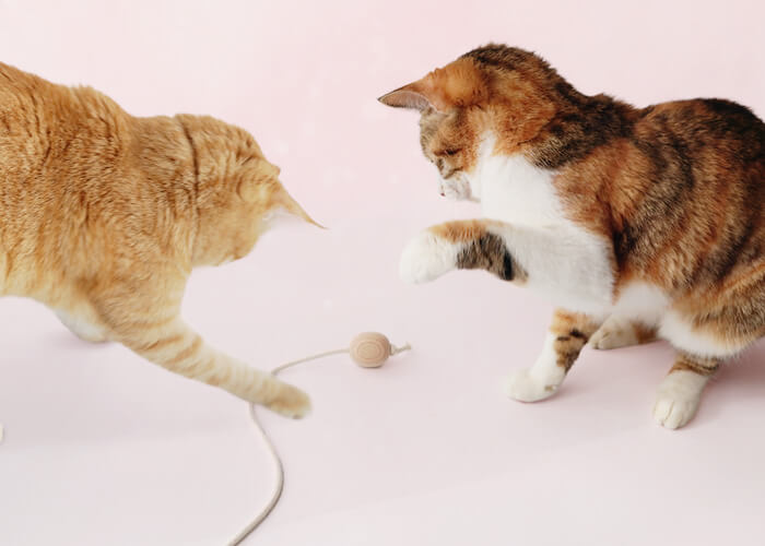 猫のおもちゃ『ねこずきのたまご』で運動不足解消