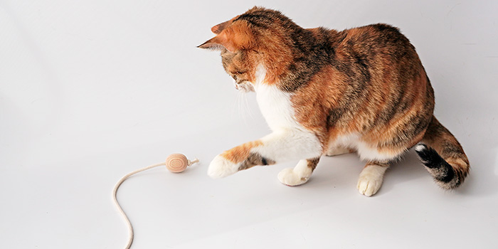 猫のおもちゃ『ねこずきのたまご』で運動不足解消