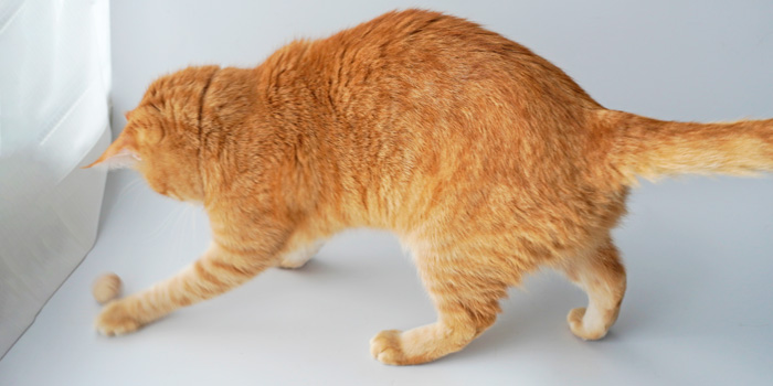 猫のおもちゃ『ねこずきのたまご』で運動不足解消