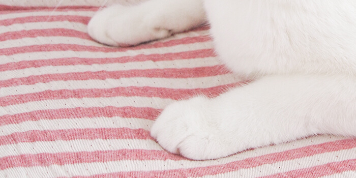 ふわふわクッションの猫用マット