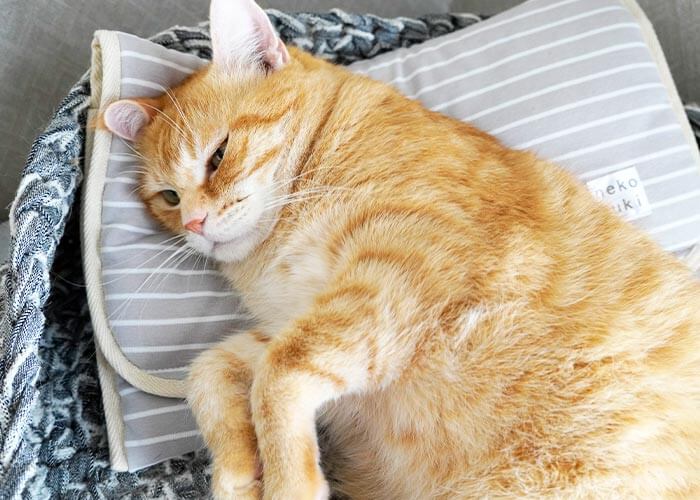 猫の寒さ対策 湯たんぽ