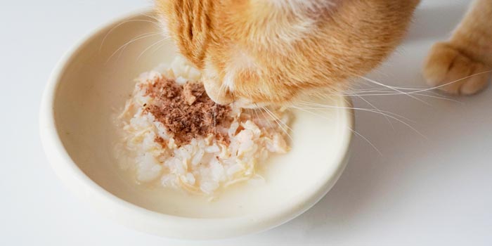 香りがたち、猫の食欲をそそる
