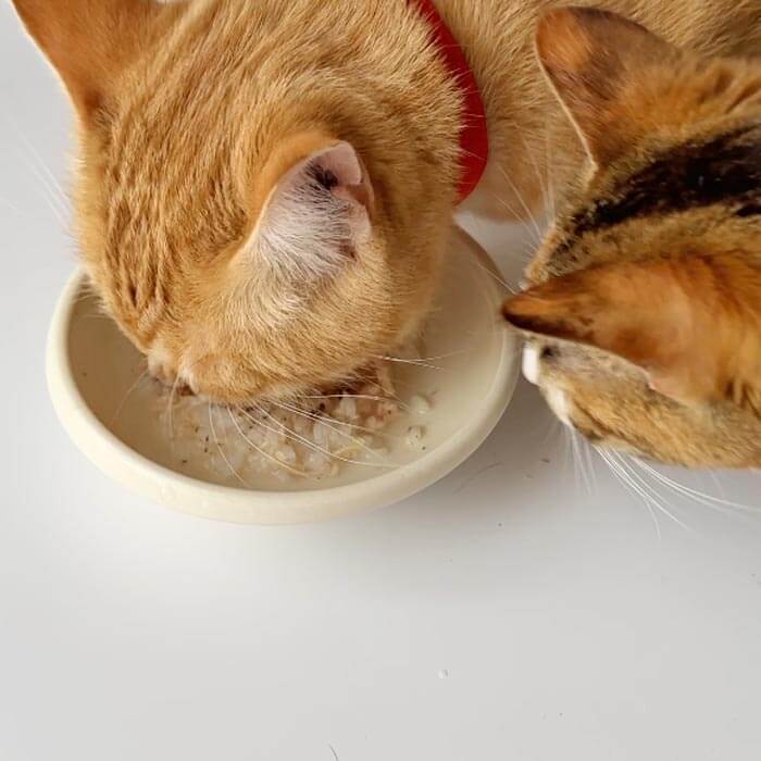 猫のおやつに