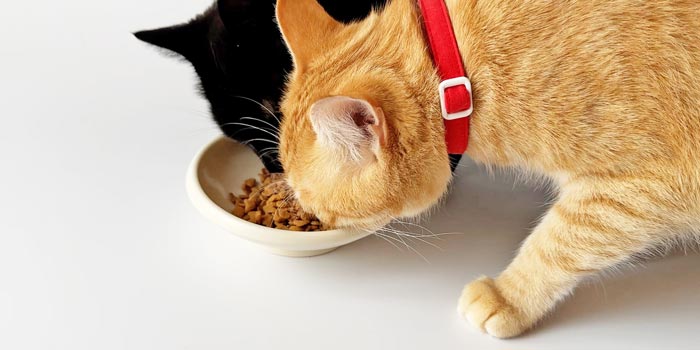 ねこずきのふりかけを食べるあんこちゃん、ひいらぎちゃん