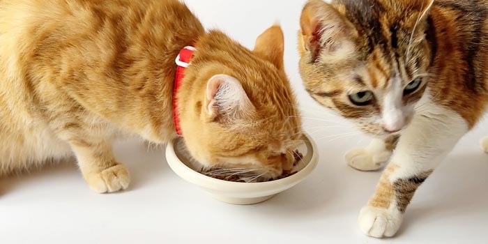 無添加で美味しい猫ご飯ふりかけ