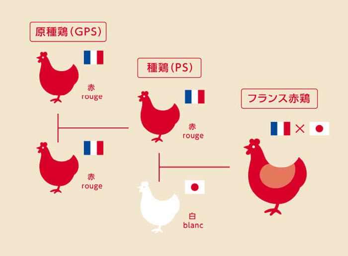 フランス赤鶏
