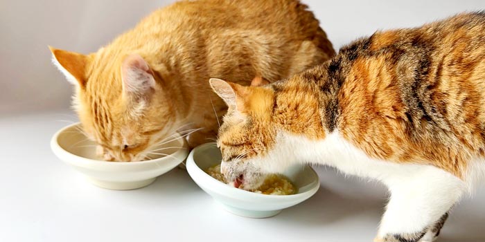 無添加で美味しい猫ご飯
