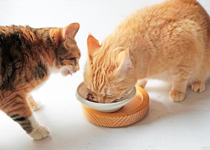 無添加の猫用ごはん 鶏肉