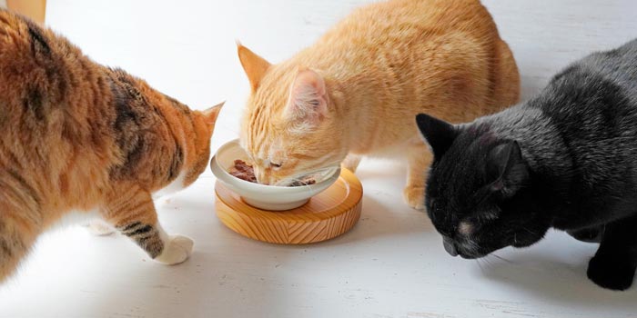 無添加で美味しい猫ご飯