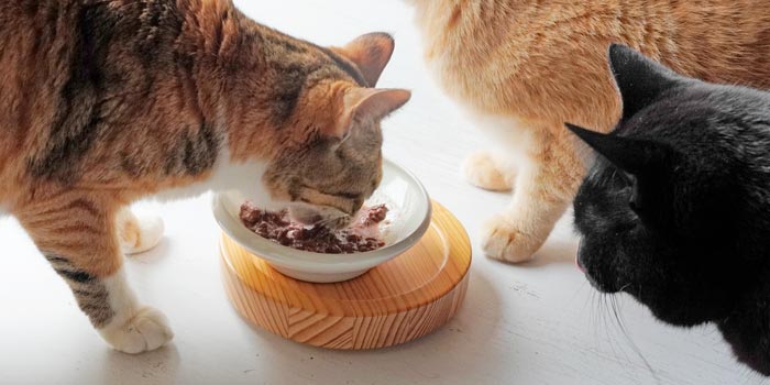 ウェットフードで水分補給