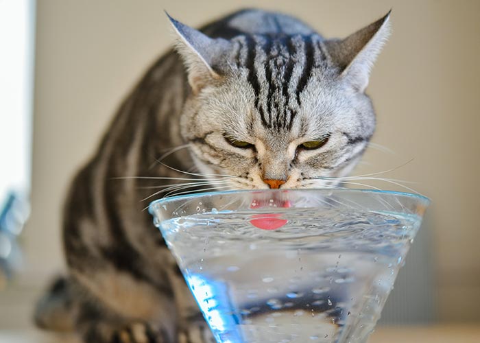 猫の飲み水のお悩み