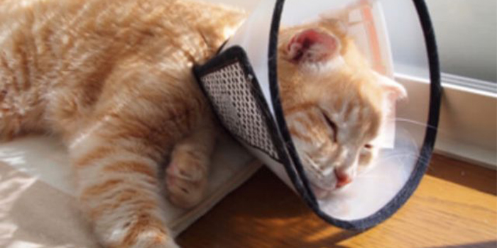 硬い重いエリザベスカラーで元気がなく弱ってしまった猫