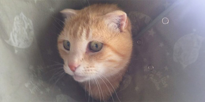 重くて首周りも痛そうで猫も不機嫌