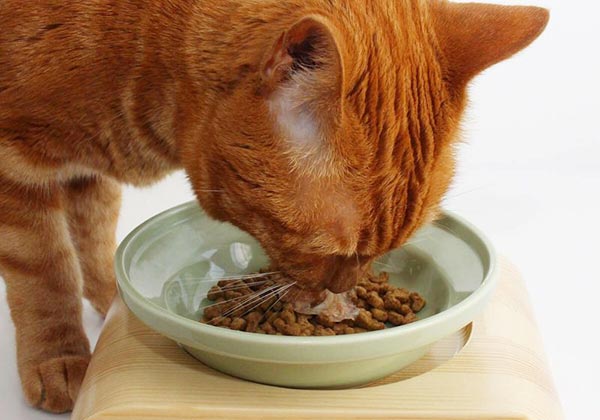 猫が食べやすい形