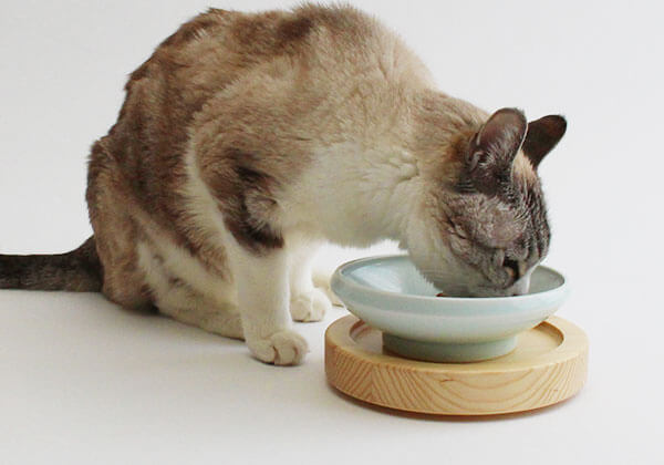 高齢猫が食べやすい餌台