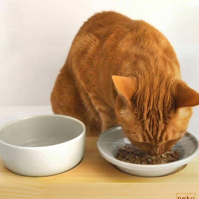 猫さんの秋冬のおすすめグッズ：ごはん・水飲み食器セット
