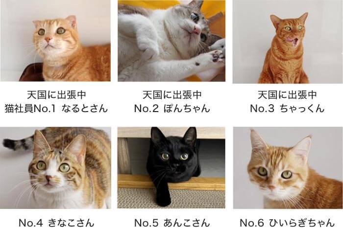 保護猫出身のnekozuki猫社員