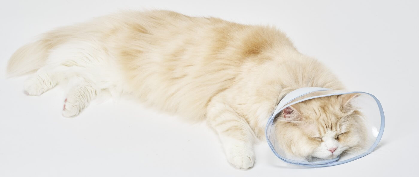 フェザーカラーをつけて、体をのばして眠るネコさん。頭の重みでカラーがやわらかくたわんでいる