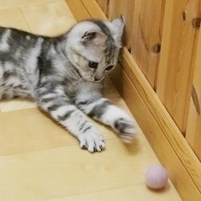 はじめて子猫を迎える方に はじめて特集  nekozuki（ねこずき）猫用品 