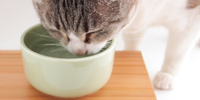 猫の飲水量を改善『ヘルスウォーターボウル』