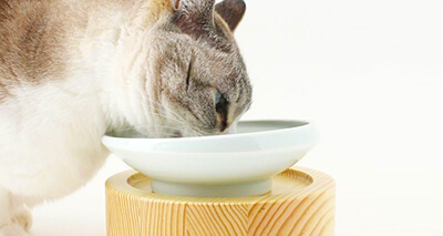 食べやすい食器で食事する猫